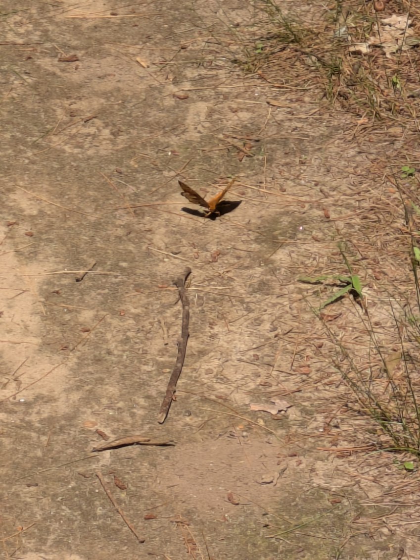 brown butterfly (moth?) on dirt-covered ground